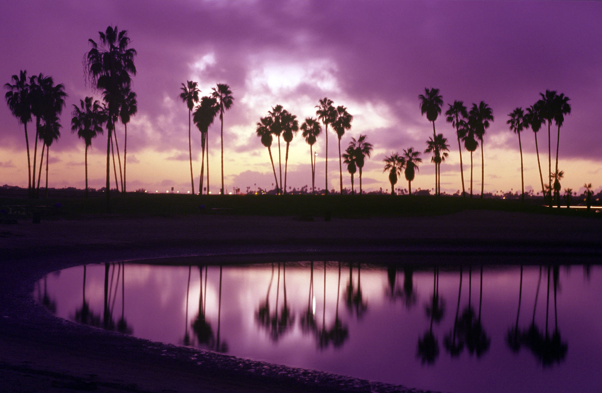 mission-bay-palm-trees-2000-pixel-image-orange-county-bartending-school